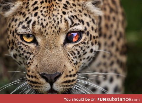 Leopard with a damaged eye