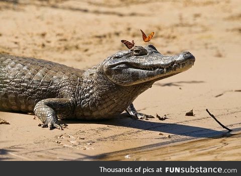 Butterflies make alligator feel beautiful