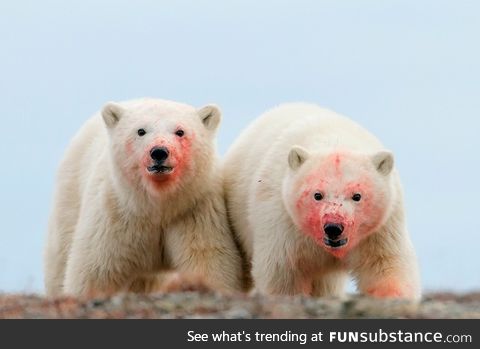 Polar bears aren't always cute and cuddly