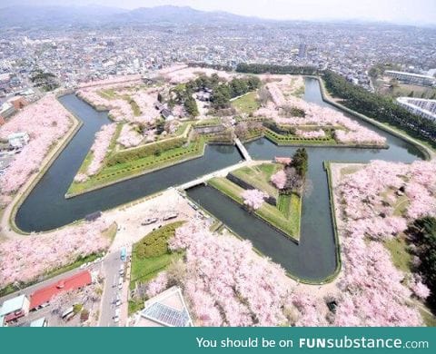 Cherry trees in bloom