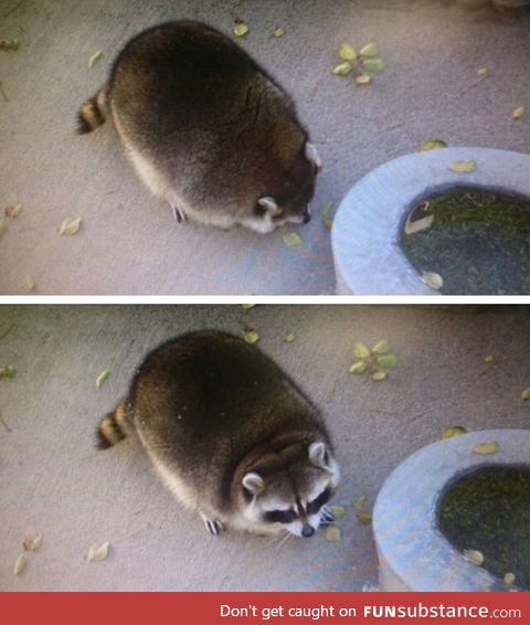 For anyone who's having a rough day, here's a fat raccoon to take your troubles away.