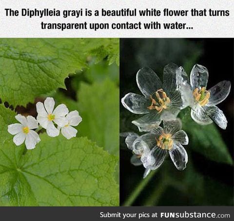 The transparent Diphylleia Grayi