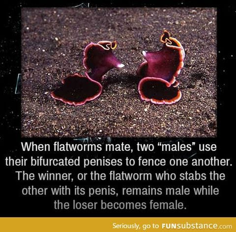 Flatworms are merciless