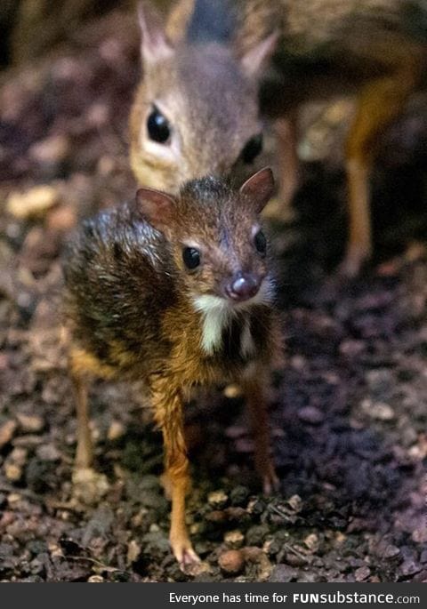 This is a one day old mouse deer