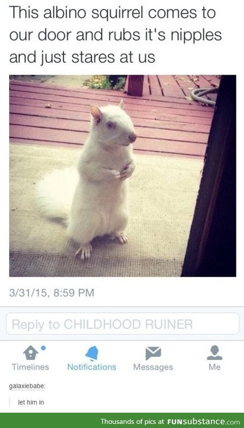 Albino squirrel