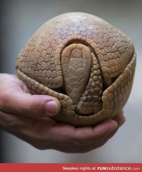 A defensive armadillo