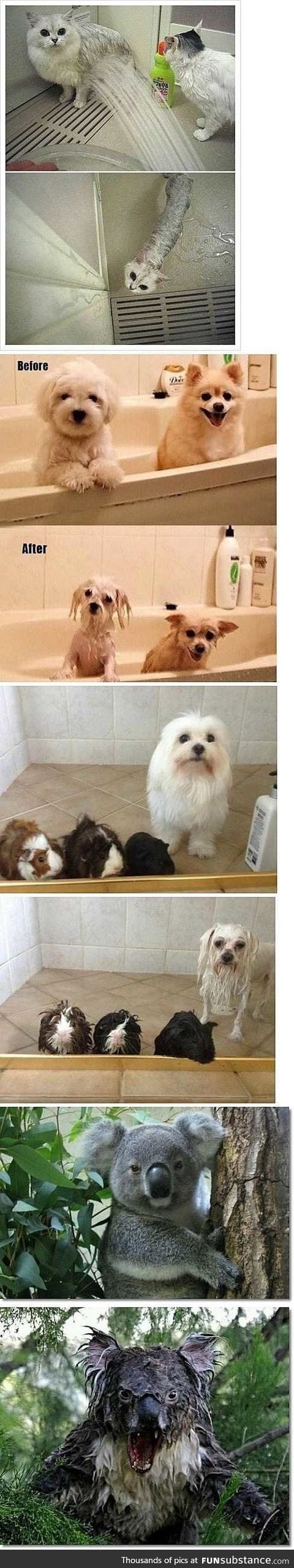 Before & after. Wet and dry animals