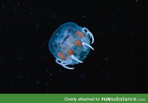 What a baby jellyfish looks like