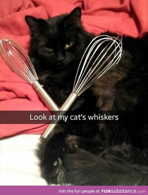 Look at my cat's whiskers !