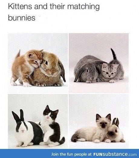 Matching kittens and bunnies