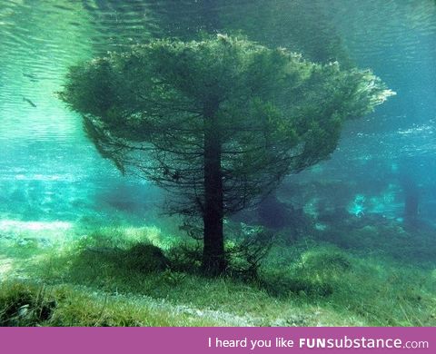 Submerged tree in Austria's Green Lake