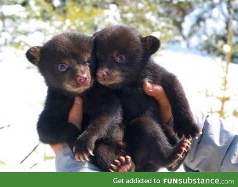 Day 157 of your daily dose of cute: These are bears.