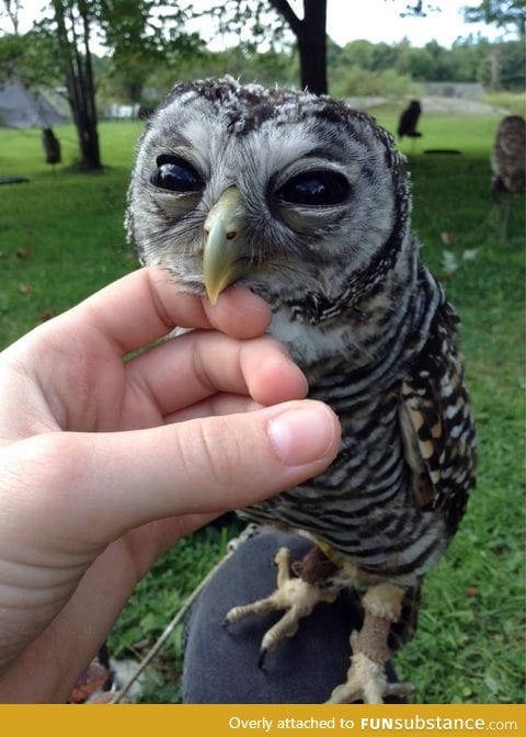 There's a bird on the beak of this bird