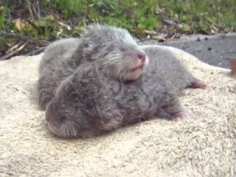 I see your daily dose of cute and raise you baby otters!