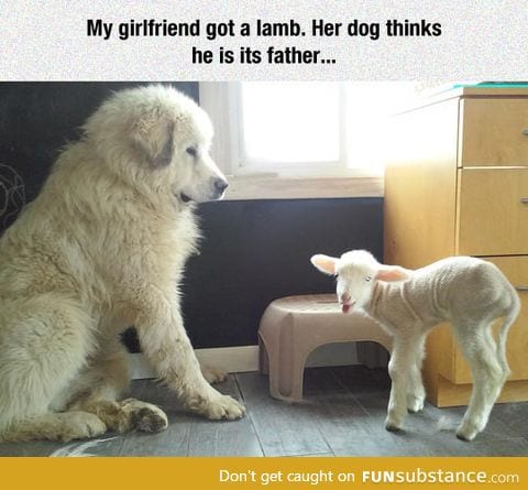 Lamb, I am your father