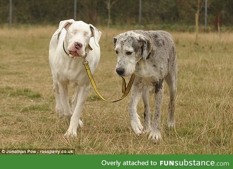 A dog’s seeing eye dog