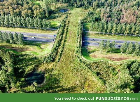 Bridge for the animals to cross the highway safely