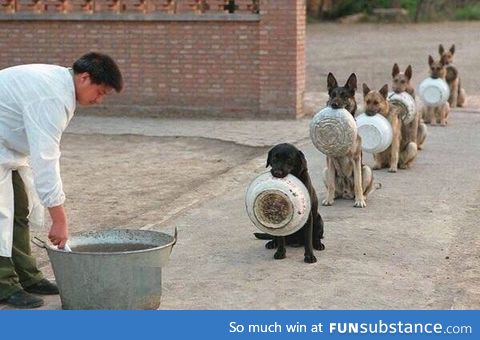 Police dogs waiting for dinner in China
