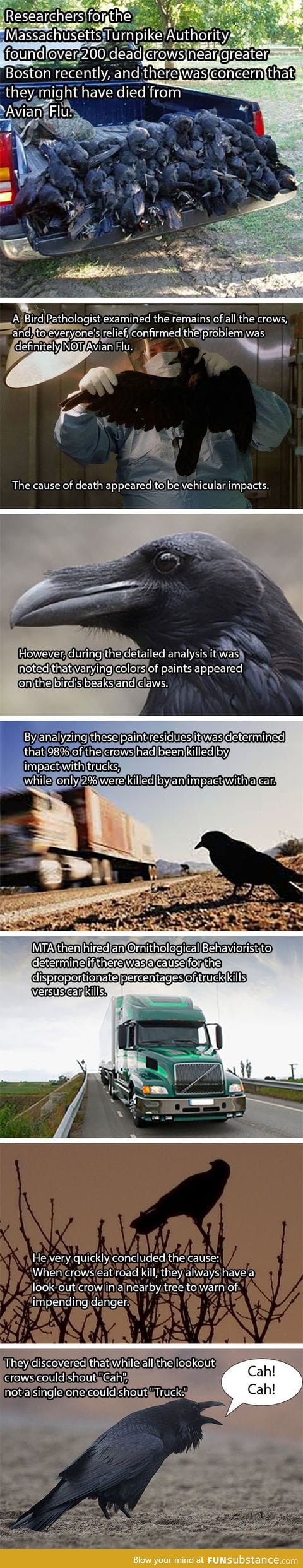 Murder of Crows