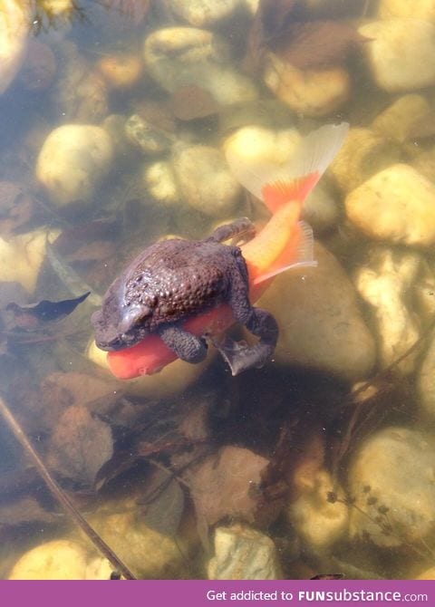 A frog riding a goldfish