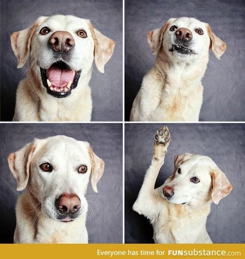 Dog in a photo booth