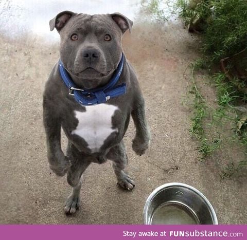 Why is my bowl empty bro?!