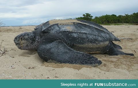 I will also post threatened or endangered speices. This is the Leatherback sea turtle