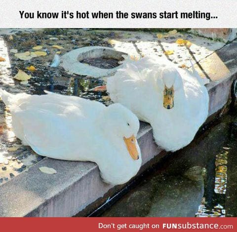 Climate change is affecting swans