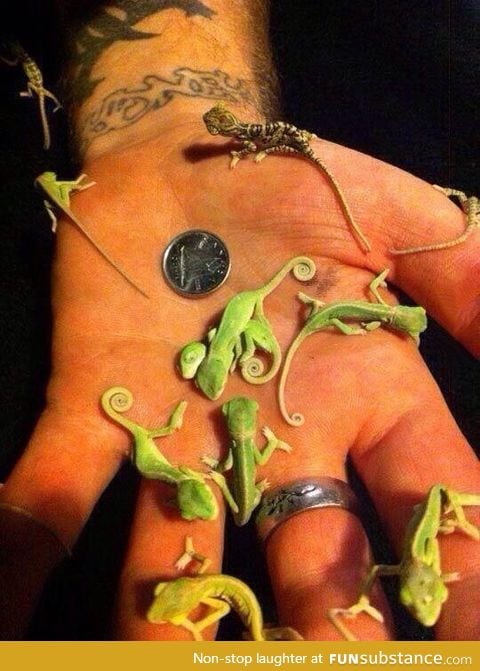 Baby chameleons