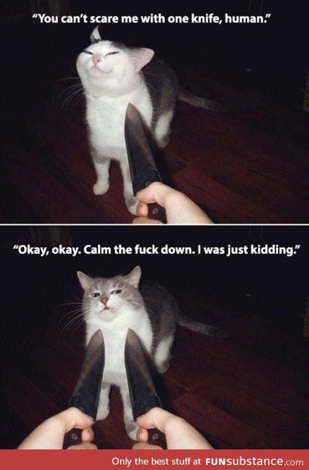 Scaring a cat 101
