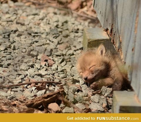 Day 165 of your daily dose of cute: This is a post. here is a title. there is a fox.