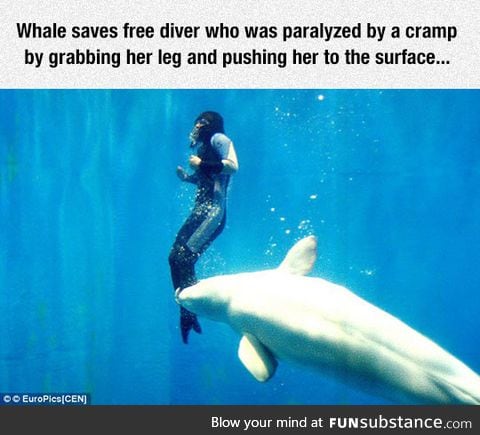 Whales are really cool animals