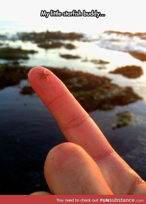 Tiny starfish