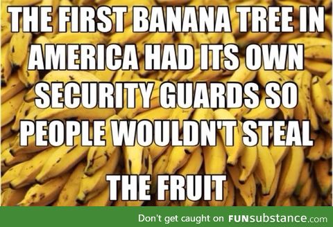 Banana had security