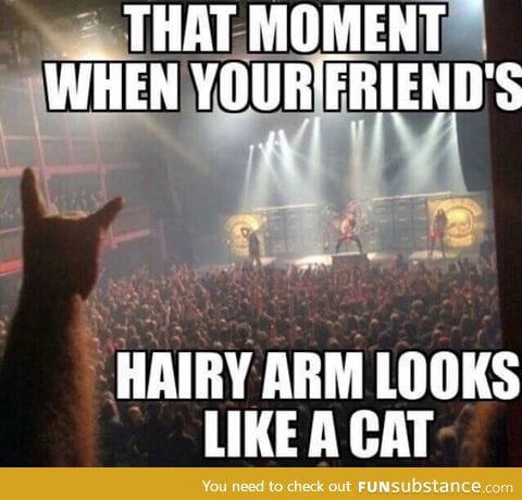 Metal cats