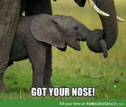 Got your nose