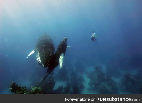 Free diving with humpback whales