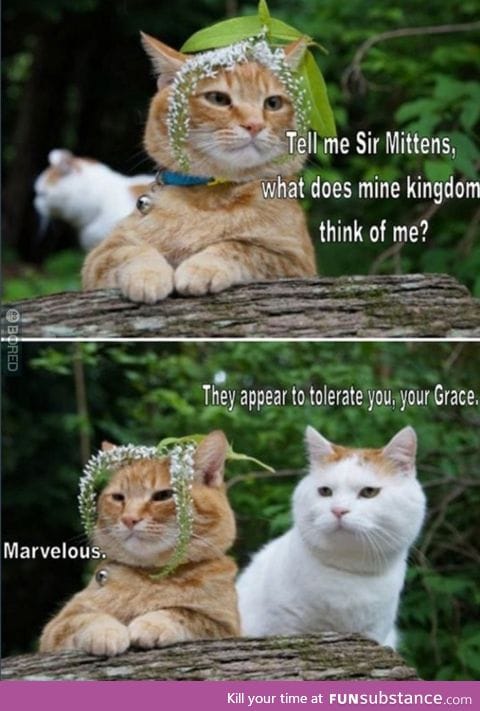 Tell me Sir Mittens