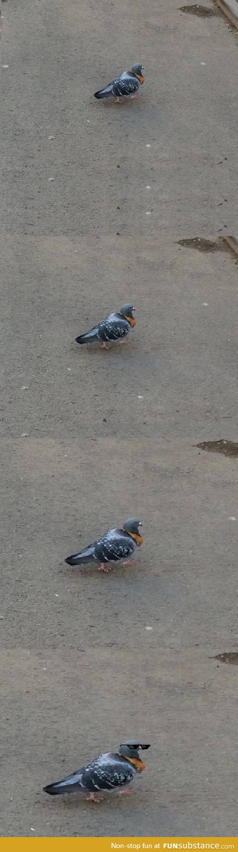 This pigeon was walking around with a crust of bread around the neck