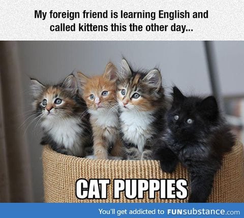 New word for kittens