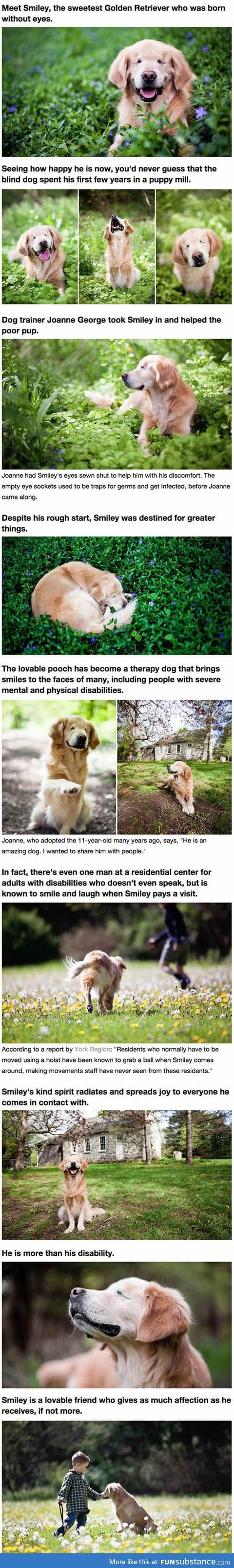 Golden retriever born without eyes brings joy to humans with disabilities
