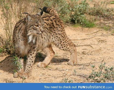 Iberian lynx. Critically Endangered