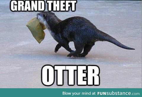 Grand theft otter