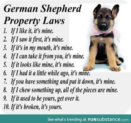 German Shepard rules. So true