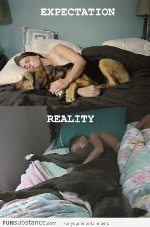 Sleeping with dogs