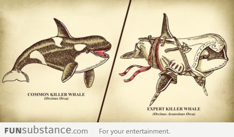 Expert Killer Whale