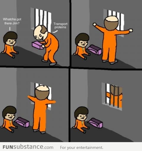 Because it's a CELL WALL