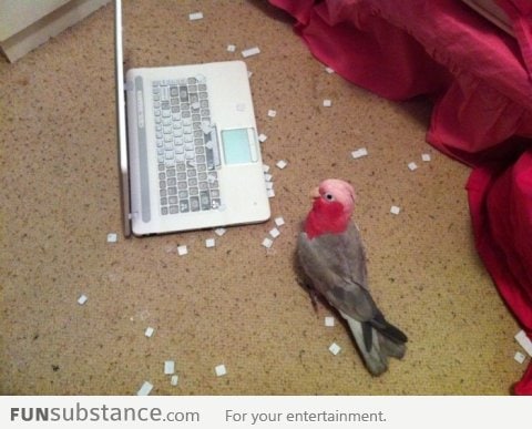 Never put your bird and notebook alone in the same room