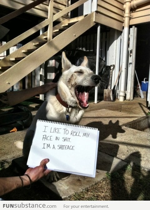 Dog shaming