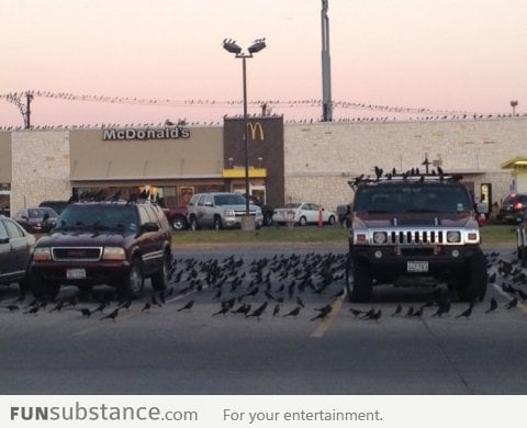 I think crows love McDonald's